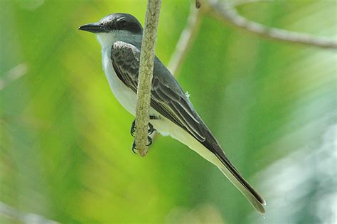 dominican republic birds