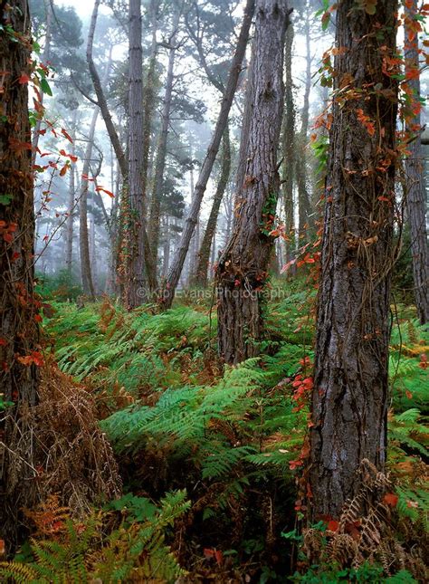 Monterey Pine tree forest | Stock Photography/Video/Fine Art Prints ...