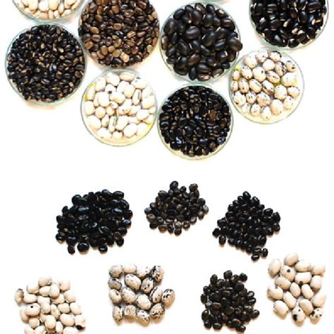 Variability in Mucuna pruriens seeds from India | Download Scientific Diagram