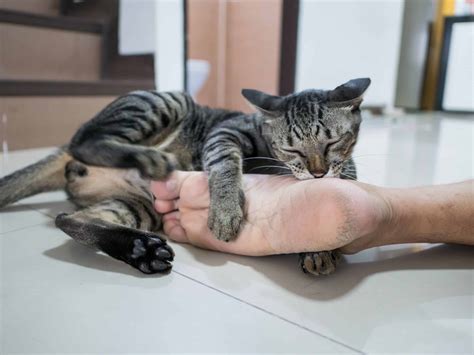 Why is my cat obsessed with my feet? – Kitty Cat Tips