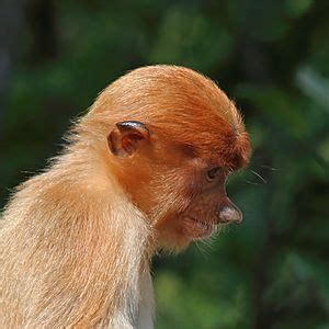 Proboscis monkey Facts for Kids