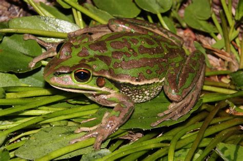 Green and Golden Bell Frog | Grasslands