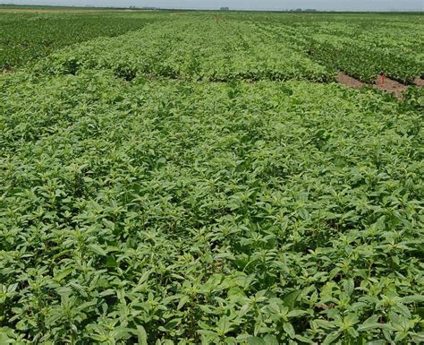 Factors to Consider When Multiple Herbicide-Resistant Soybean Traits ...