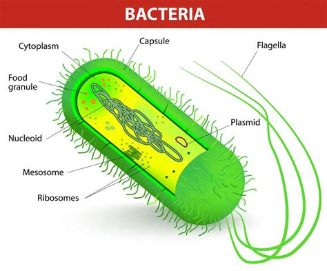 How Many Species of Bacteria are There? (with pictures)