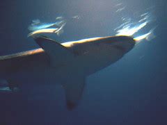 Great White Shark | Sharks pre-date trees on the planet. | Steve Jurvetson | Flickr