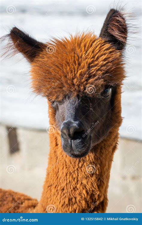 Alpaca or Vicugna Pacos or Vicugna Vicugna Portrait Stock Photo - Image of fleece, andes: 132515842