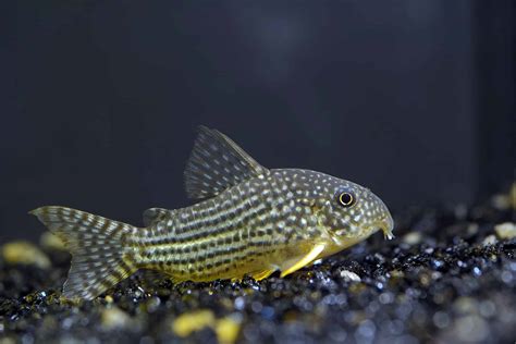 Sterbas Corydoras Catfish - Corydoras Sterbai - Tropical Fish Site