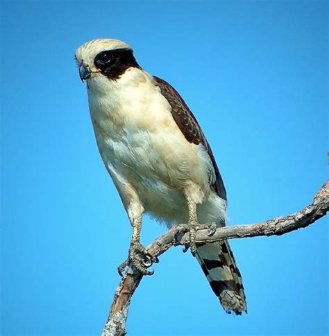 Laughing falcon - Alchetron, The Free Social Encyclopedia