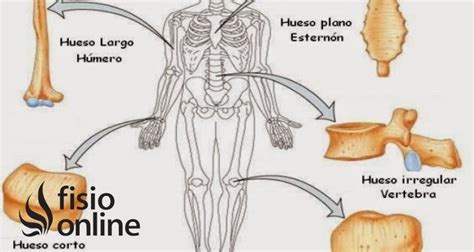 Huesos cortos | Qué son, significado, dónde están, función y lesiones