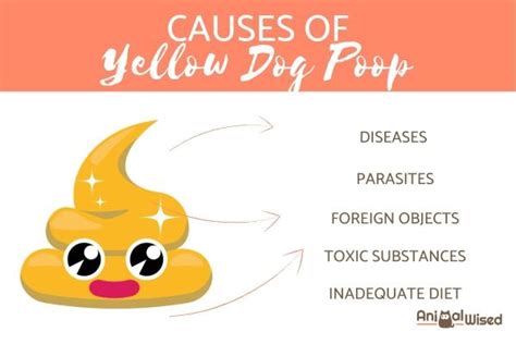 My Dog Has Yellow Dog Poop - What Does It Mean?