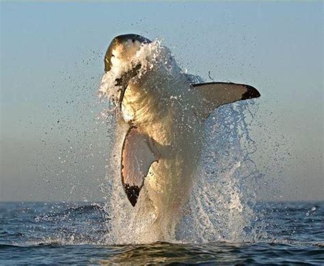 Fun Ganssi: Great white shark hunting