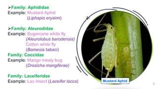 Order: Insecta Classification | PPT