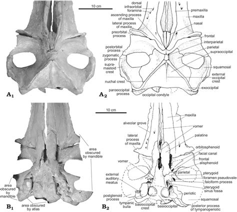 Whale Skeleton Diagram