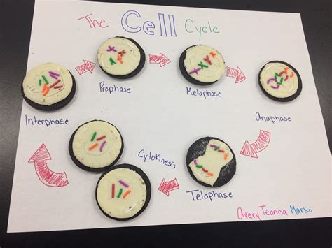 Pin on OREO Mitosis 2016 | Biology projects, Mitosis, High school biology projects