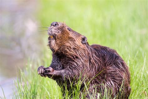 Beaver Pond Wildlife - Free photo on Pixabay - Pixabay