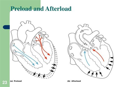 PPT - Heart Pump and Cardiac Cycle PowerPoint Presentation, free download - ID:6132327