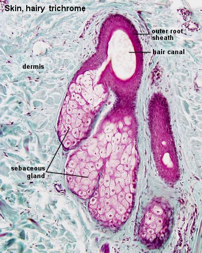 File:Integumentary- sebaceous gland histology 01.jpg - Embryology