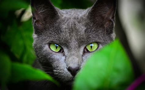 🔥 [43+] Black Cat Eyes Wallpapers | WallpaperSafari