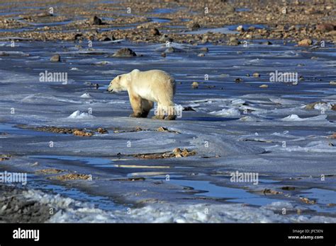 A polar bear at the Hudson Bay Stock Photo - Alamy