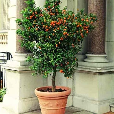 Patio Trees: Best Potted Trees For Flower, Fragrance and Patio | Potted ...