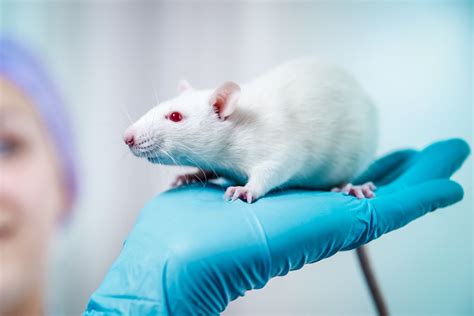 Course on laboratory animal science (LAS) - Radboudumc