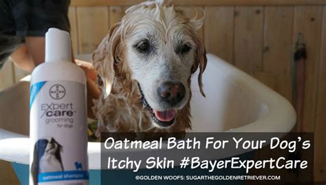 Oatmeal Bath For Your Dog’s Itchy Skin #BayerExpertCare - Golden Woofs