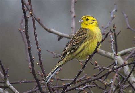 yellowhammer in the rain | Rain, Animals, Wildlife