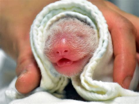 Panda gifted to Taiwan by China gives birth to 2nd cub in Taipei Zoo ...