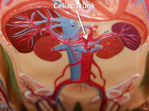 Celiac trunk - The Anatomy of the Arteries Visual Guide, page 29 (of 57) - a photo on Flickriver