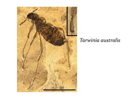 Classification of insects | PPT