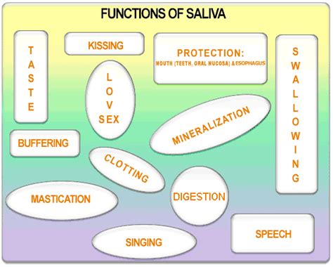 Functions of saliva | saliva