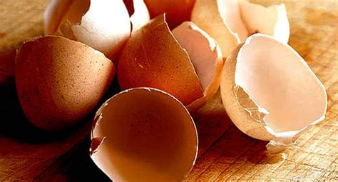 Egg Shell Usage – You Will Never Throw Away Egg Shells Again | Awaken