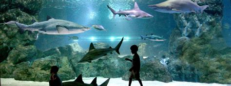 Coex Aquarium Admission Ticket - Seoul, Korea - Klook