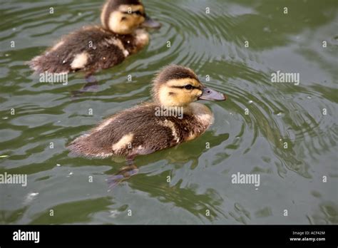 Blue-winged Teal ducklings at Crescent Park in Moose Jaw Stock Photo - Alamy