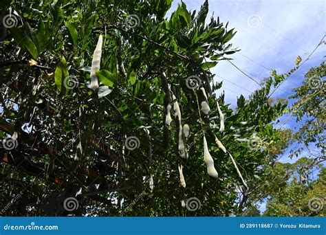 Japanese Wisteria Tree and Legumes on Wisteria Trellis. Fabaceae Deciduous Vine Stock Image ...