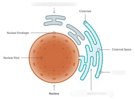 Endoplasmic reticulum Diagram | Quizlet