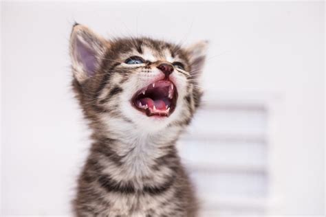 Cat Teeth: 5 Facts You Should Know | Great Pet Care