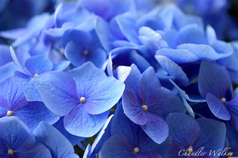 Blue Hydrangea by Chandler Walker on 500px | Blue hydrangea, Hydrangea, Beautiful flowers