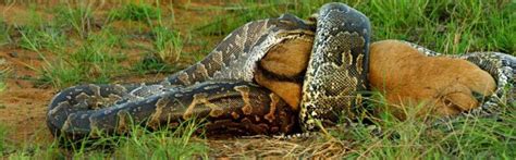 African Python Swallows a Large Prey | Animals