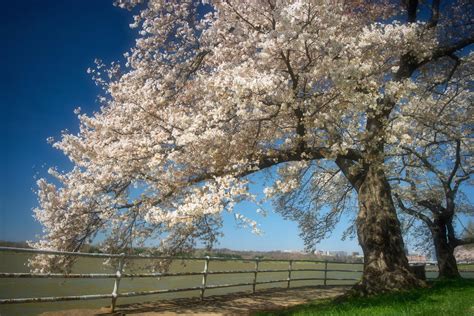 Cherry Blossoms on the Potomac Two Photograph by Susan Isakson