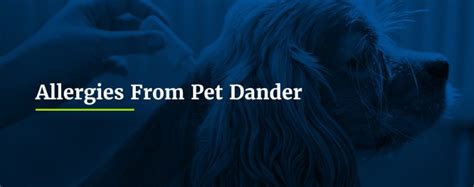 Signs of Pet Dander Allergies & How to Manage Symptoms