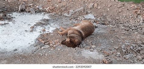 Dead Dog Bloated Animal Decaying Dog Stock Photo 2292092007 | Shutterstock