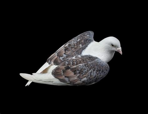 New York City's Pigeons, Like You've Never Seen Them Before | Pigeon ...