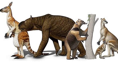 Extinction Of Australian Megafauna Was Not Because Of Man, Study Shows