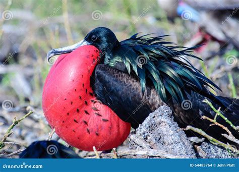 Male Frigate Bird in Full Breeding Plumage Stock Photo - Image of wildlife, avian: 64483764