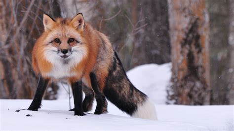 Winter Wildlife Photography Workshop 2011 | Jeff Wendorff