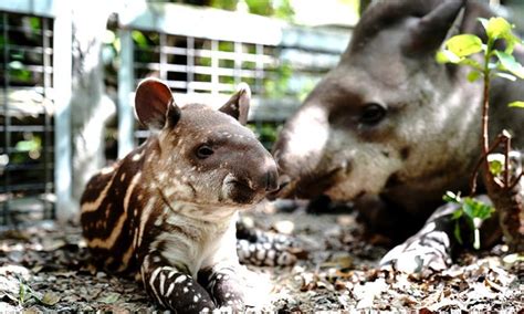 In pics: female South American tapir with its baby in Shanghai Zoo - Global Times