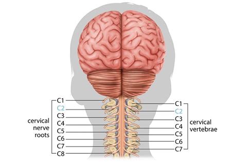 C2 Nerve Root Anatomy