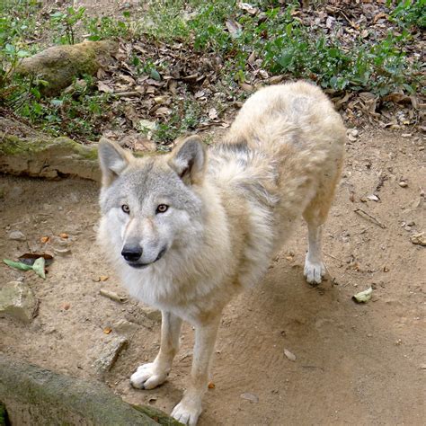 Himalayan wolf | Doesn't look anything like the wolf we saw … | Flickr