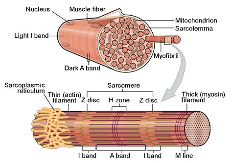 Skeletal Muscle | Anatomy and Physiology I